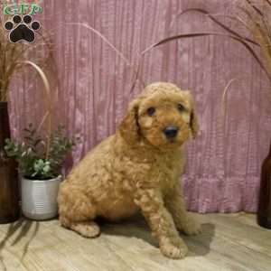 Teddy, Mini Goldendoodle Puppy